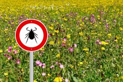 Болезнь Лайма: симптомы и лечение