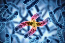 Теломеры – индикатор старения или «счетчики» жизни