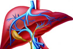 Первые симптомы проблем с печенью, которые не стоит игнорировать