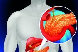 Как устроена поджелудочная железа: где находится, строение и функции