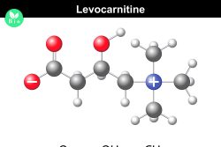 Левокарнитин (L-карнитин): полезные свойства, особенности применения