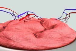 Зачем звезды шоу-бизнеса едят плаценту?