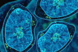 Амебный абсцесс печени: почему возникает и как его лечить