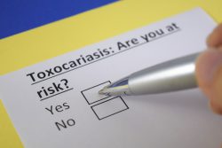 Токсокароз – симптомы, лечение и профилактика