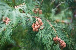 Масло туи – средство лечения гайморита в домашних условиях у детей и взрослых
