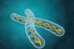 Кариотипирование: зачем его проводят, методика