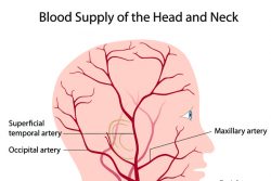 Препараты для улучшения мозгового кровообращения