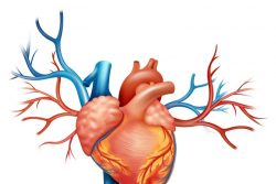 Гипертрофия левого желудочка: причины, лечение и последствия