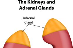 Надпочечниковая недостаточность: симптомы, лечение