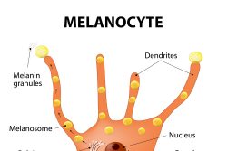 Меланин в организме человека: что это и как его восстановить