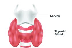 Увеличение щитовидной железы: симптомы, причины и последствия