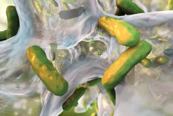 Синегнойная палочка: симптомы и лечение