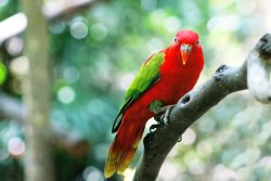 Чем можно заразиться от птиц?