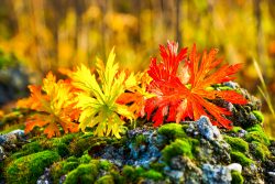 Осенние проблемы со здоровьем – 6 основных проблем