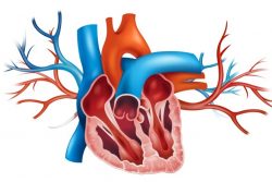 Пролапс митрального клапана: причины, виды, симптомы, диагностика и лечение