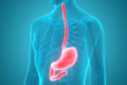 Строение и функции пищевода