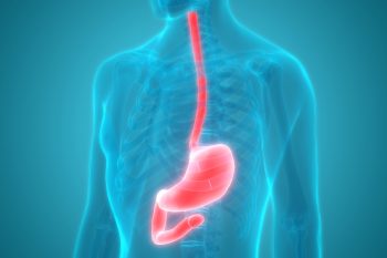 Строение и функции пищевода