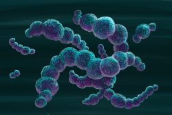 Стафилококк золотистый: симптомы заражения и лечение