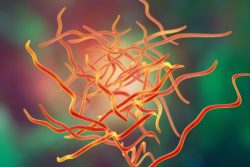 Метагонимоз: заражение, симптомы, принципы лечения