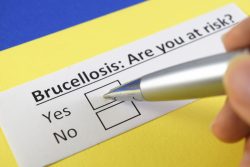 Бруцеллез: симптомы у человека, характеристика возбудителя