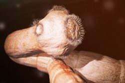 Симптомы, лечение, профилактика тениаринхоза