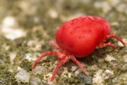 Лихорадка цуцугамуши: эпидемиология, клинические проявления, как лечить