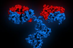 Болезнь тяжелых цепей: симптомы, лечение, прогноз
