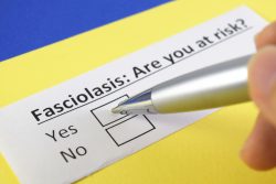 Фасциолез человека: пути заражения, проявления, лечение, профилактика