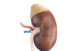 Почки: строение и функции