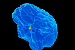 Гипоталамо-гипофизарная недостаточность: что к ней приводит, как проявляется
