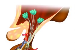 Гипофизарный нанизм (карликовость): причины и симптомы