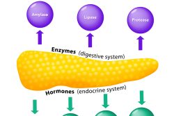 Гормоны, выделяемые поджелудочной железой: роль в организме