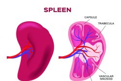Гиперспленизм: симптомы, лечение