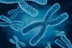 Синдром Клайнфельтера: кариотип, симптомы, лечение