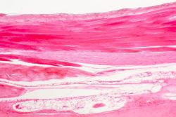 Строение, виды, функции соединительной ткани