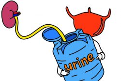 Нейрогенный мочевой пузырь у детей: симптомы, как помочь ребенку