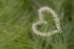 Гемоперикард: причины, симптомы, принципы лечения