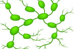 Мезаденит у взрослых: симптомы, лечение