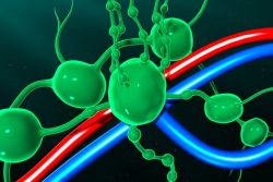 Лимфатическая система человека: строение, функции, схема движения лимфы