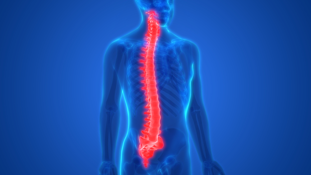 Спинной мозг: строение и функции, основы физиологии