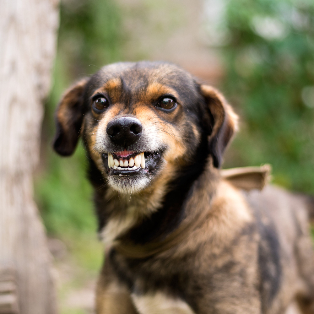 Бешенство у человека: симптомы, лечение и профилактика