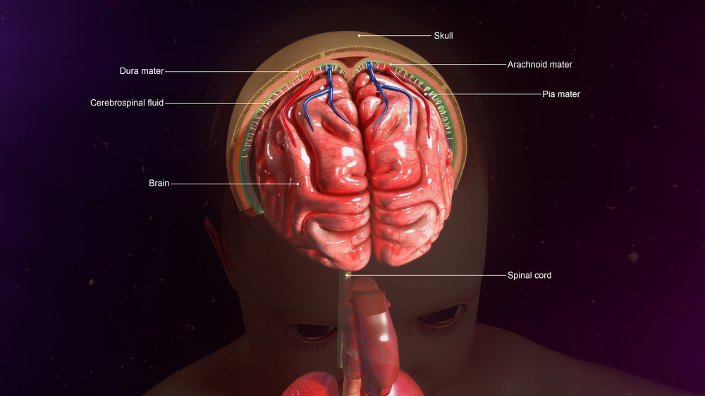 Серозный менингит у взрослых: симптомы и лечение