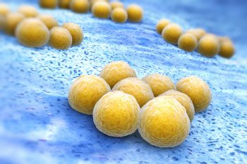 Золотистый стафилококк в горле: симптомы и лечение