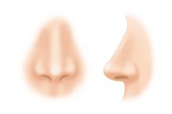 Строение и функции носа человека