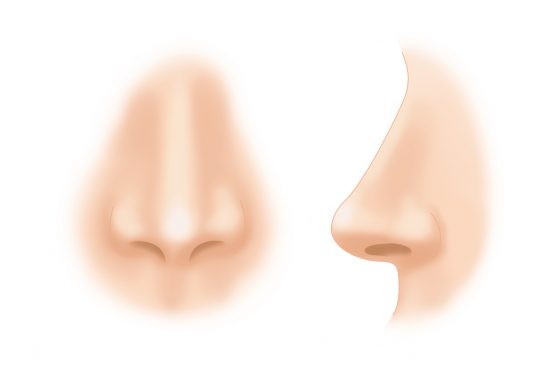 Строение и функции носа человека