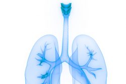 Трахея: строение и функции