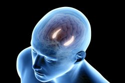 Гиппокамп – это отдел мозга: где находится и за что отвечает