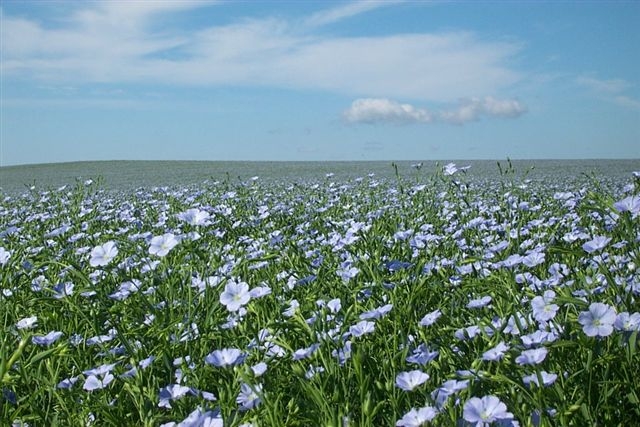 льняное поле