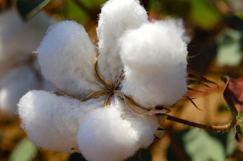 цветок хлопчатника