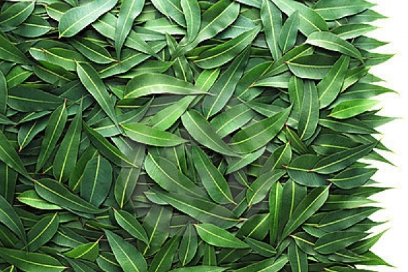 ткань на основе эвкалипта